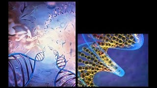 آخرمعلومة Les ADN polymérases chez les eucaryotes [upl. by Puett]