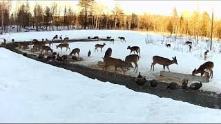 20190320  821 Deer amp Turkeys on the Brownvilles Food Pantry For Deer [upl. by Maribel953]