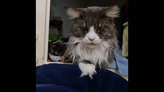 Maine Coon talking Диалог кота с человекомМейн Кун Тоби разговаривает [upl. by Yrogreg]