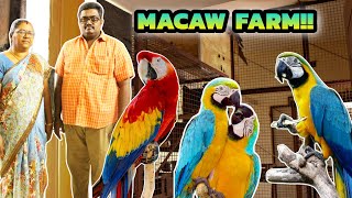 திருப்பூரில் இப்படி ஒரு பண்ணையா😱‼️  Macaw farm in tamilnadu  Macaw breeding farm in tamilnadu [upl. by Tommy]