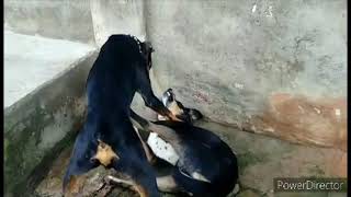 Doberman Real Fight On ones hurts they both are mine pets [upl. by Yztim]