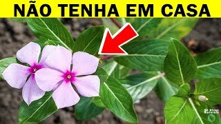 ☘️CUIDADO Nunca Tenha Nenhuma Dessas 7 Plantas Dentro de Casa Elas São um Perigo Para Sua Família [upl. by Adolf667]