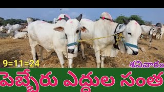 pebbair cattle market🐃pebbair bulls market పెబ్బేరు ఎద్దుల సంత91124 శనివారం [upl. by Oric]