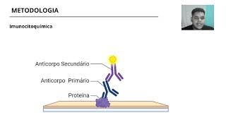 Caracterização do efeito de flavonoides na modulação da resposta astrocitária [upl. by Ecnarf]