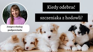 Kiedy odebrać szczeniaka z hodowli Co myślę o późnym odbieraniu psa z hodowli [upl. by Bluma]