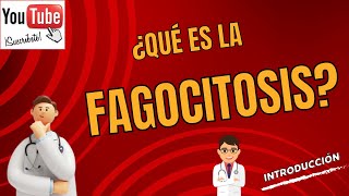 18 ¿Qué es la fagocitosis Curso básico [upl. by Salita]