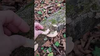 The gilled polypore Trametes betulina Southern Illinois [upl. by Helban994]