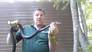 Identifying Non Venomous Snakes  Summit Environmental Solutions [upl. by Cantu]