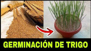 cómo germinar semillas de trigo  tips infalible [upl. by Lalita718]