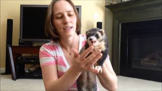 quotMy ferret wont eat treats What should I doquot [upl. by Kakalina]