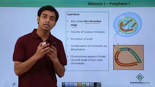 Class 11th  Meiosisl – Prophasel  Cell Cycle and Cell Division  Tutorials Point [upl. by Ahidam511]