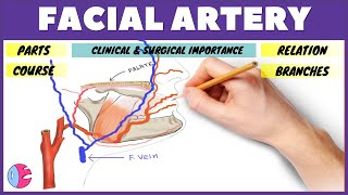 Facial artery anatomy  Course Branches Relation Clinical points  Facial Artery Simplified [upl. by Siesser]