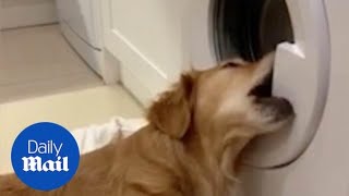 Distraught dog tries to rescue favourite toy from washing machine [upl. by Lanna]