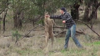 Why The Man Who Punched Kangaroo to Save His Dog Faces Backlash in Australia [upl. by Eiramasil]