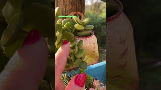 SUCULENTA PENDENTE Peperomia Hope shortsyoutube videos plantas suculentas houseplants flores [upl. by Arahk]