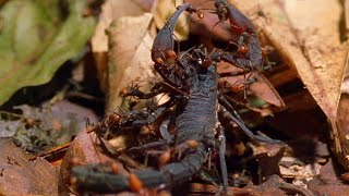 Las hormigas guerreras comen de todo  National Geographic en Español [upl. by Annailuj]