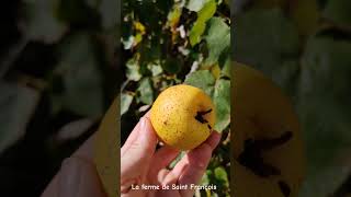 Quel Est Ce Fruitfruit arbre fruittrees devinette fruiting nature naturelovers verger quiz [upl. by Anailil]