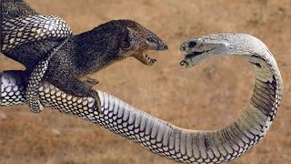 Top 10 JawDropping Snake Moments Epic Hunts and Fierce Fights  Animal Planet [upl. by Stevens736]