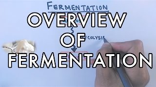 Overview of Fermentation  Lactic Acid amp Alcoholic Fermentation [upl. by Eigger]