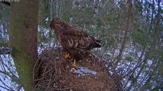 12h30m estonia hirreviu a buzzard at nest a buzzard on the tree [upl. by Ciel667]