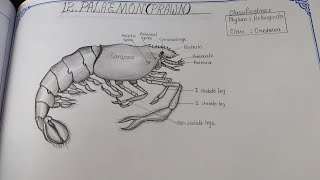 Drawing PRAWN PALAEMON in easy steps [upl. by Lamrej]