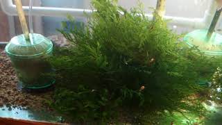 Select Aquatics Presents  P velifera and Initial Tank Setup [upl. by Aizti113]