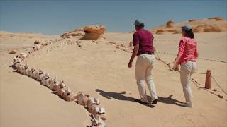 Whales  in the desert This ancient sea bed is known as The Valley of the Whales [upl. by Eidson]