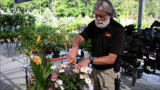 How to deadhead your annuals amp perennials [upl. by Ethban]