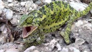 60 seconds Samos the quotangryquot Chameleon [upl. by Martz101]