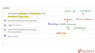 During the discharge of nematocyst the function of lasso is to [upl. by Llerrud725]