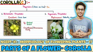 Morphology of Flowering Plants Lec 17 Parts of a Flower Corolla Class 11 NEET Neetology [upl. by Gillian]