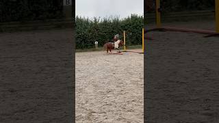 Someone’s getting fit ready for Vlogmas 2024 🤩 💪🏻 shetland pony equestrian [upl. by Nsaj]