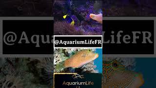 Canthigaster Solandri new news aquarium reef marine ytshorts yt tiktok aquariumfish clip [upl. by Inger]