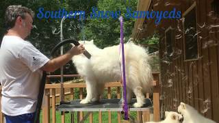 Samoyed Shedding Coat [upl. by Pavkovic]