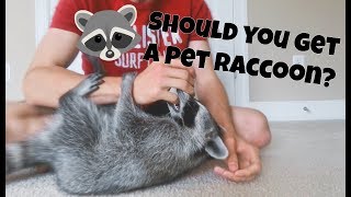 Should You Get a Pet Raccoon [upl. by Aihseket890]