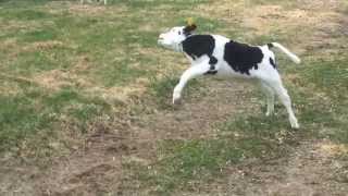 Calves frolicking on the first day out of the barn [upl. by Uriah]