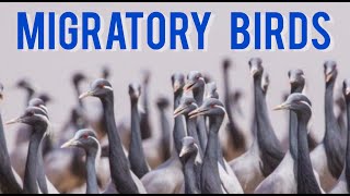 Migratory birds  Top 10 migratory birds of the india  Geography [upl. by Macintosh]