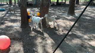 We scrubbers for the babies goats pogo watch underway [upl. by Alleusnoc]