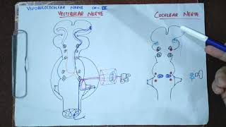 VESTIBULOCOCHLEAR NERVECRANIAL NERVE Vlllcranialnerve8cranialnervesneuroanatomyneurologymbbs [upl. by Nywde]