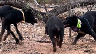 Training two KelpieWhippet pups to hunt wild pigs in Australia The journey begins [upl. by Trebornhoj561]