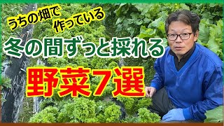 うちの野菜で冬の間ずっと採れる野菜7選 家庭菜園 葉物野菜 冬野菜 [upl. by Armbruster932]