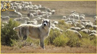 The Alabai The Ancient Dog of the Silk Road [upl. by Petta904]