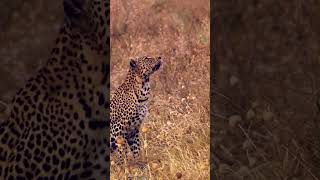 Leopard climbing a tree at Serengeti National Park shorts [upl. by Ivana270]