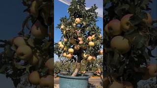 Cultivation of apples in tubs  টবে আপেল চাষ shortsvideo [upl. by Hannad]