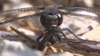 Dragonfly Eating A Deer Fly [upl. by Urban]