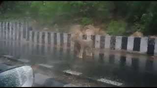 Amazing Video  Watch Live Lion Walk on the Road at Junagadh City in monsoon Season [upl. by Heater902]