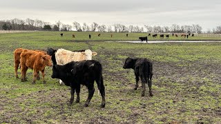 Stocker Cattle Already Got a Bit of Haybelly [upl. by Katharyn]