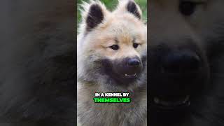 Meet the Eurasier  Your Perfect Family Companion [upl. by Naro]