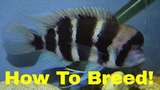 How to Breed Frontosa Cichlids [upl. by Aitsirhc]