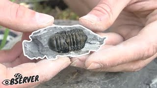 Fossil Collecting amp harvesting  Trilobites amp Brachiopods  Part 13 [upl. by Barthel]